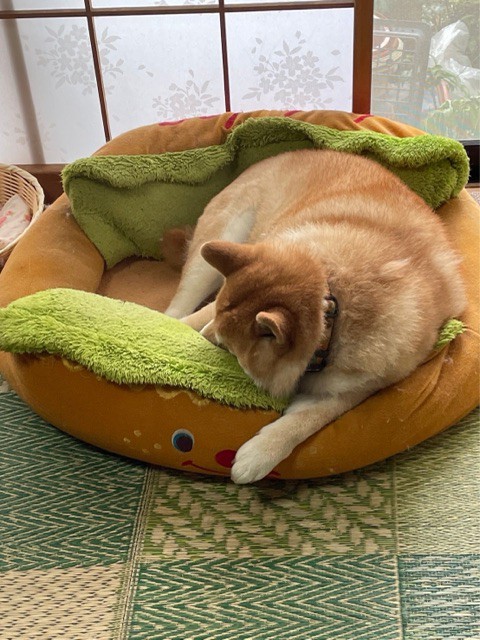 柴犬、数ヶ月前に失くしたと思っていた「宝物」を発見する : 柴犬