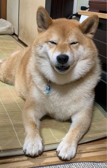 祝6歳！お誕生会前の柴犬 : 柴犬どんぐり三毛猫たんぽぽ Powered by