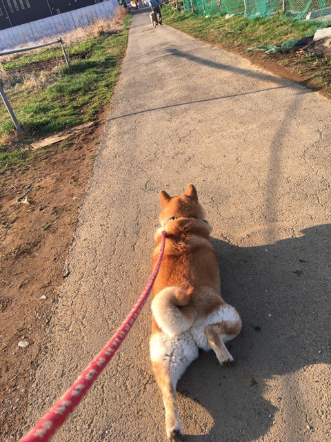 うちの柴犬が犬を見かけると必ずやる行動 柴犬どんぐり三毛猫たんぽぽ Powered By ライブドアブログ