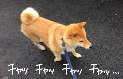 内股な柴犬 犬の散歩中に小さな幸せ感じる チラリ 柴犬どんぐり三毛猫たんぽぽ Powered By ライブドアブログ 内股な柴犬 犬の散歩中に小さな幸せ感じる チラリ 柴犬どんぐり三毛猫たんぽぽ Powered By ライブドアブログ