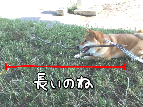 犬とは他の犬が遊んでいるおもちゃを欲しがる生き物である 柴犬どんぐり三毛猫たんぽぽ Powered By ライブドアブログ