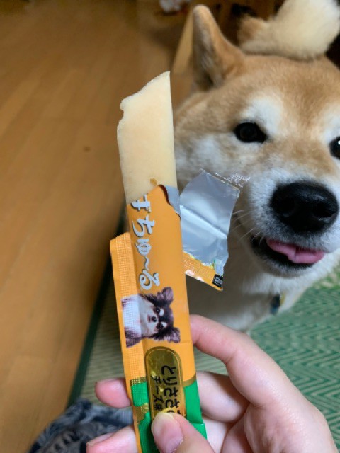 柴犬に大好きなアレを凍らせたものをあげてみた！ : 柴犬どんぐり三毛