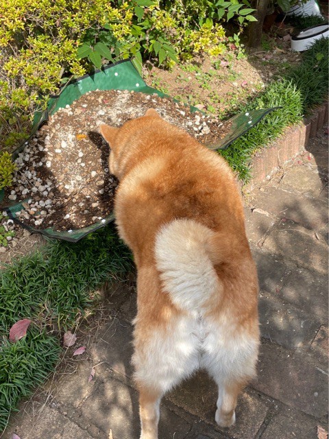 うちの庭に不満があるらしい隣の芝は青い柴犬 : 柴犬どんぐり三毛猫
