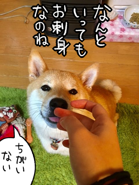 柴犬だからこそ！お魚を食べさせたい : 柴犬どんぐり三毛猫たんぽぽ Powered by ライブドアブログ