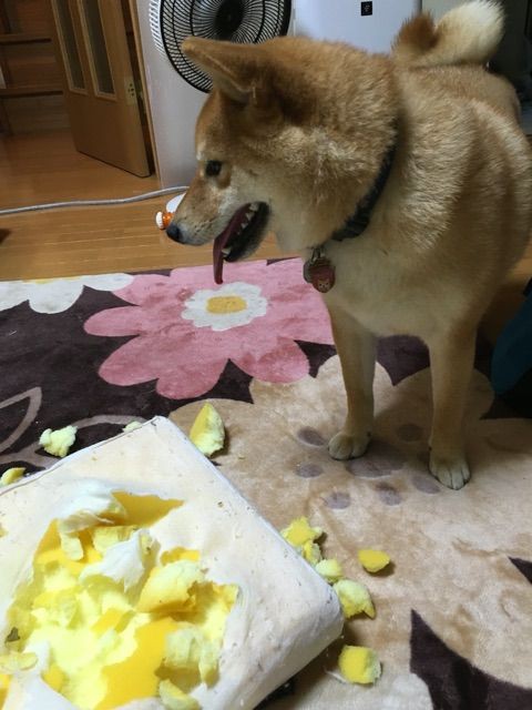 パピーギャング 子犬と嵐と戦いの数ヵ月間 柴犬どんぐり三毛猫たんぽぽ Powered By ライブドアブログ