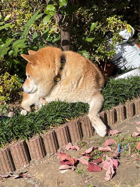 うちの庭に不満があるらしい隣の芝は青い柴犬 : 柴犬どんぐり三毛猫