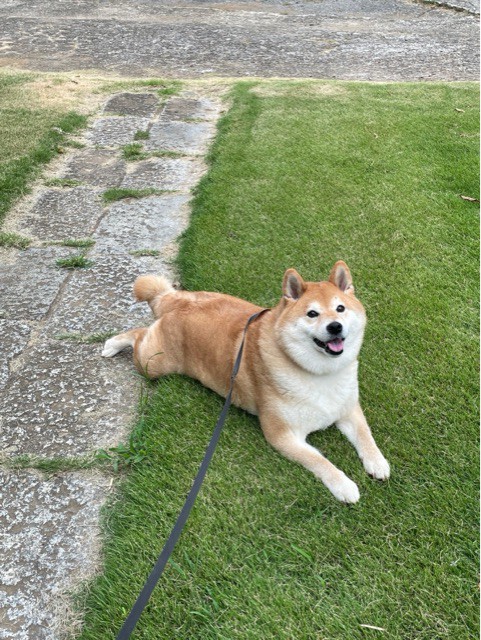 縁側にやってきて、庭でダラダラしていく柴犬 : 柴犬どんぐり三毛猫