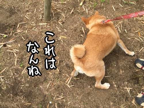 タケノコ狩る柴犬 タケノコはきのみに入りますか 柴犬どんぐり三毛猫たんぽぽ Powered By ライブドアブログ