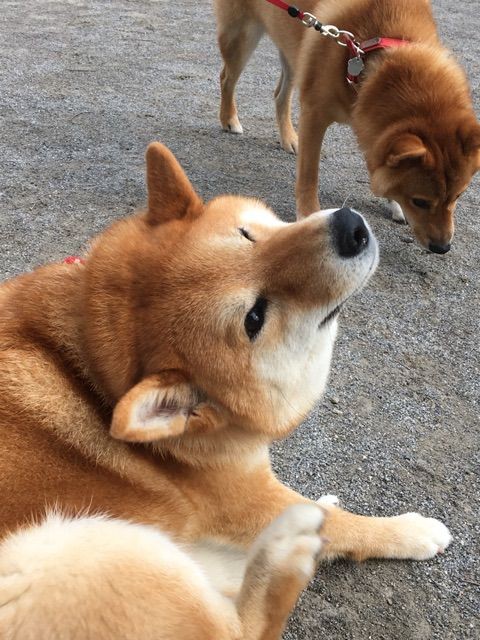 眉間にシワの心優しき茶色 空気の読めない茶色 柴犬どんぐり三毛猫たんぽぽ Powered By ライブドアブログ