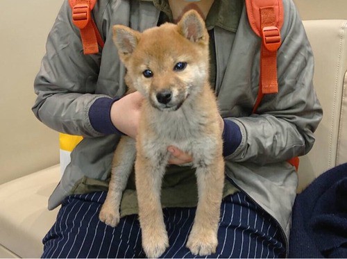 柴犬の子犬襲来 生後5ヶ月 梅子とどんぐり 柴犬どんぐり三毛猫たんぽぽ Powered By ライブドアブログ 柴犬の子犬襲来 生後5ヶ月 梅子とどんぐり 柴犬どんぐり三毛猫たんぽぽ Powered By ライブドアブログ