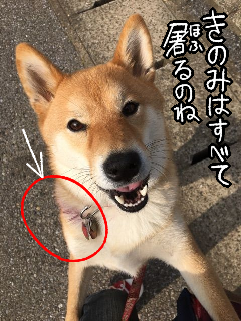 幻のレアカラー 紫色の柴犬が生まれた理由 柴犬どんぐり三毛猫たんぽぽ Powered By ライブドアブログ