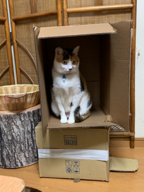 父手作りの猫ハウスに2階？ができた！ : 柴犬どんぐり三毛猫たんぽぽ