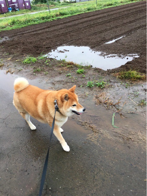 悪天候でも散歩しているのは日本犬ばかり説 柴犬どんぐり三毛猫たんぽぽ Powered By ライブドアブログ