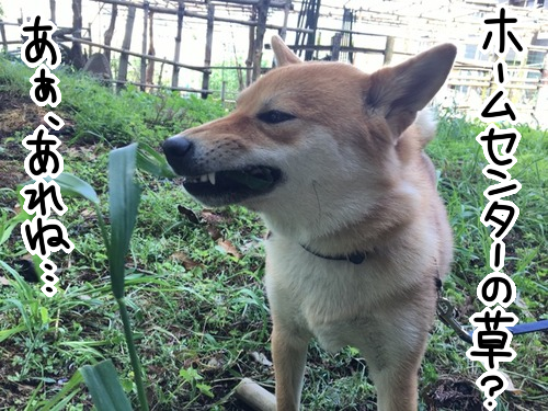 柴犬 成犬になり道草 ではなくサラダバーをお召し上がりになられる 柴犬どんぐり三毛猫たんぽぽ Powered By ライブドアブログ