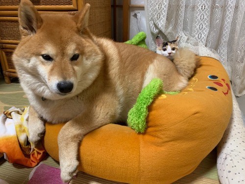 Yo 俺はスラム生まれ ホットドッグ育ち 柴犬どんぐり三毛猫たんぽぽ Powered By ライブドアブログ