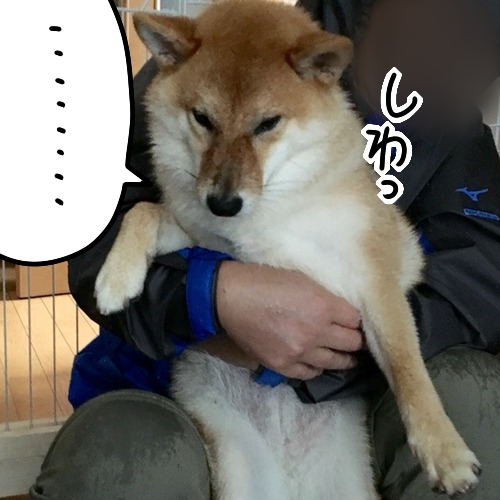 雨の日の柴犬 ノリノリの儀式 シワシワの儀式 柴犬どんぐり三毛猫たんぽぽ Powered By ライブドアブログ 雨の日の柴犬 ノリノリの儀式 シワシワの儀式 柴犬どんぐり三毛猫たんぽぽ Powered By ライブドアブログ