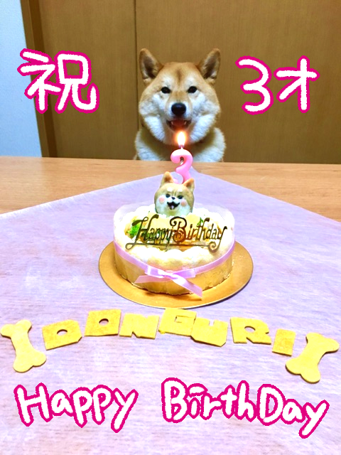 似顔絵ケーキ とは どんぐり誕生会とプレゼント 柴犬どんぐり三毛猫たんぽぽ Powered By ライブドアブログ