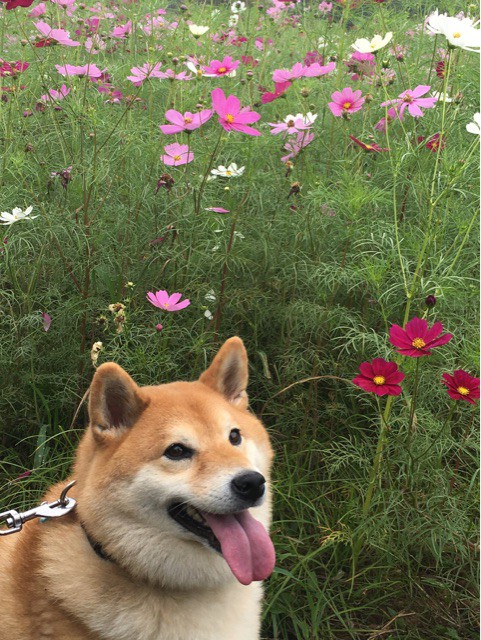 秋の満開のお花畑を鑑賞しに行った柴犬 : 柴犬どんぐり三毛猫たんぽぽ Powered by ライブドアブログ