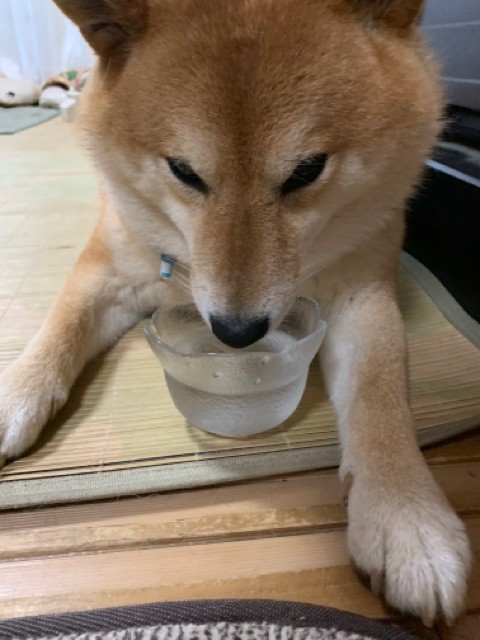 こちらに注意を向けながら氷水をすする柴犬 柴犬どんぐり三毛猫たんぽぽ Powered By ライブドアブログ