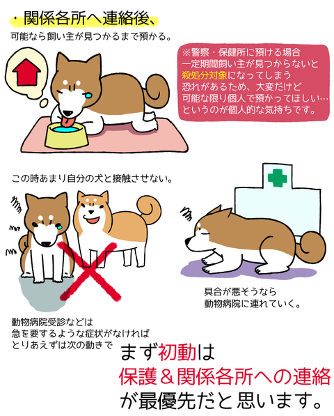 迷子犬を保護したら。まずやるべき初動について【まとめ】 : 柴犬