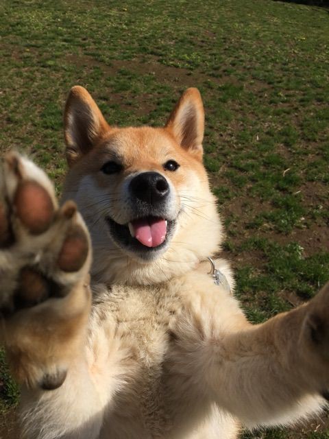 キツネ顔の柴犬 タヌキ顔の柴犬 みんなはどっち 柴犬どんぐり三毛猫たんぽぽ Powered By ライブドアブログ