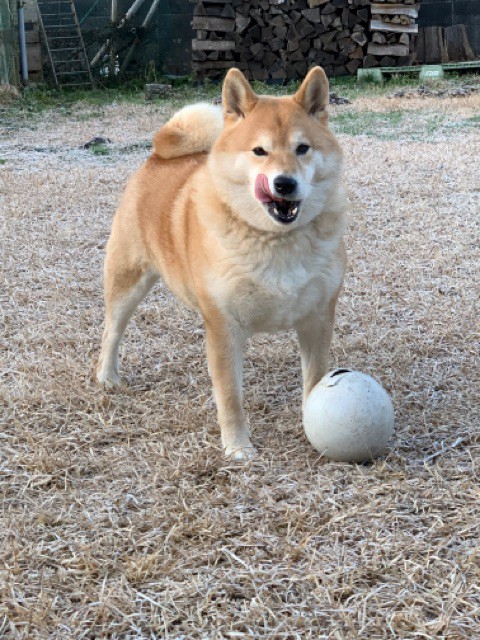 とんでもないことに気づき 急ぎ対策した柴犬 柴犬どんぐり三毛猫たんぽぽ Powered By ライブドアブログ