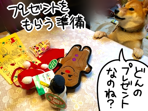 クリスマスプレゼントを待ちきれなかった柴犬 柴犬どんぐり三毛猫たんぽぽ Powered By ライブドアブログ