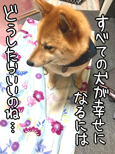 流行の変遷を感じる 母からもらった着物 立ちはだかるけもの 柴犬どんぐり三毛猫たんぽぽ Powered By ライブドアブログ