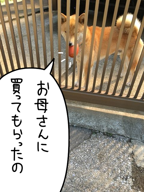 近所の柴犬の可愛すぎる行動。見てみたい、その姿 : 柴犬どんぐり三毛