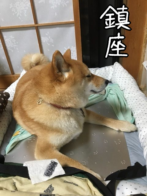 諦めないで 受け入れるまでに時間がかかる柴犬 柴犬どんぐり三毛猫たんぽぽ Powered By ライブドアブログ