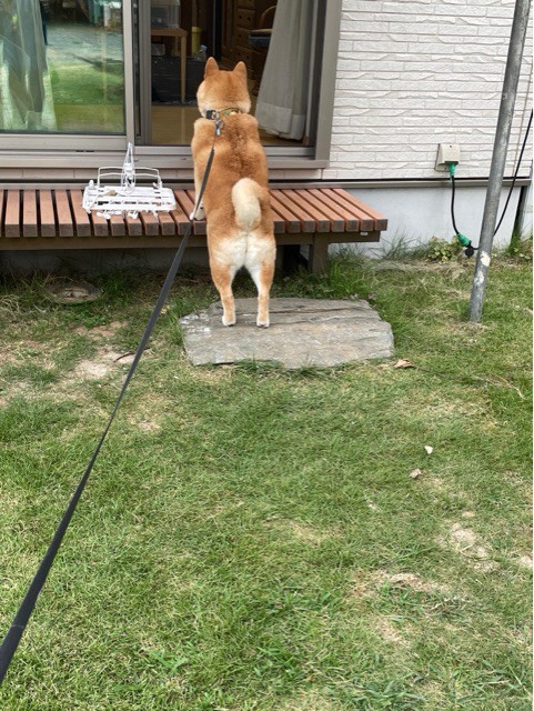 縁側にやってきて、庭でダラダラしていく柴犬 : 柴犬どんぐり三毛猫