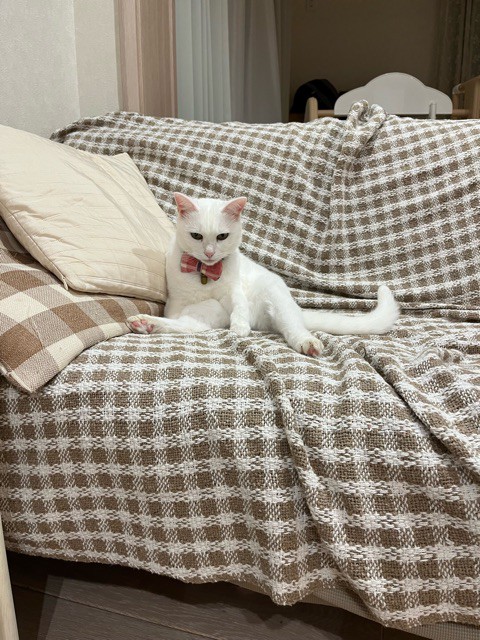 育休？いただいてました！ : 柴犬どんぐり三毛猫たんぽぽ Powered by