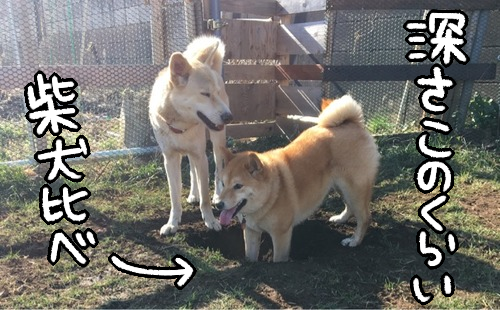 やりとげた犬達の 掘った穴鑑賞会 柴犬どんぐり三毛猫たんぽぽ Powered By ライブドアブログ