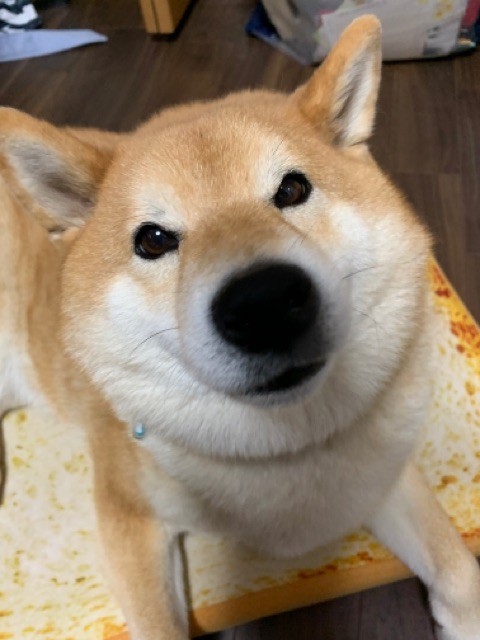 食パンクッション に乗りこなし 使いこなす柴犬 柴犬どんぐり三毛猫たんぽぽ Powered By ライブドアブログ