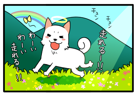 私のはじめての犬。花を手向ける理由を知っていますか？ : 柴犬