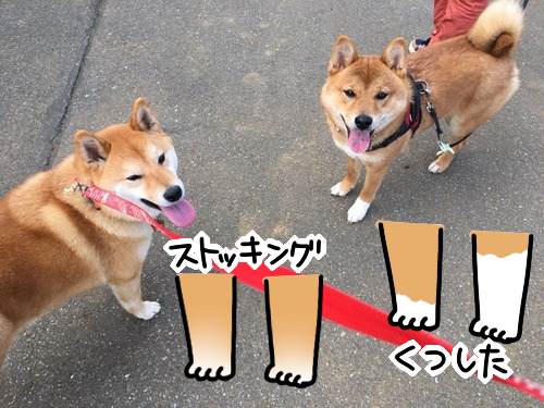 靴下をはいた柴犬はお好き 柴犬どんぐり三毛猫たんぽぽ Powered By ライブドアブログ