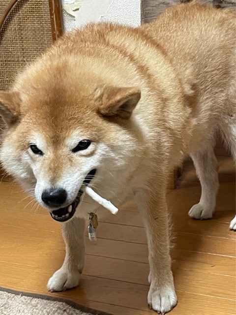 柴犬流、2階に隠してたおやつの味わい方 : 柴犬どんぐり三毛猫