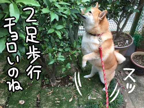 芝生のフカフカ生育具合と 犬にキンカンの効能 柴犬どんぐり三毛猫たんぽぽ Powered By ライブドアブログ