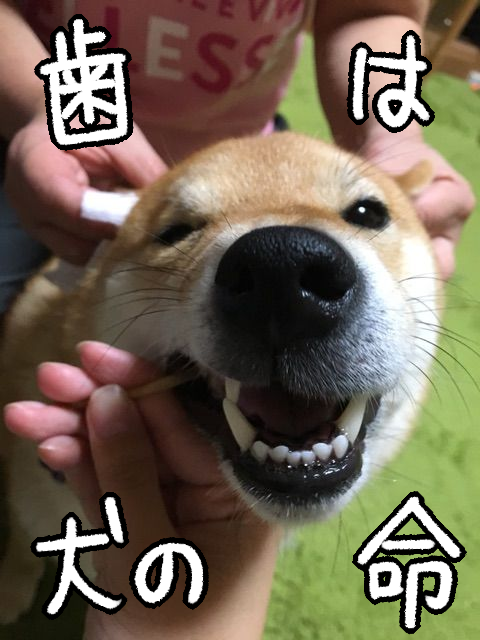 柴犬の歯の健康のために毎日続けていること 柴犬どんぐり三毛猫たんぽぽ Powered By ライブドアブログ