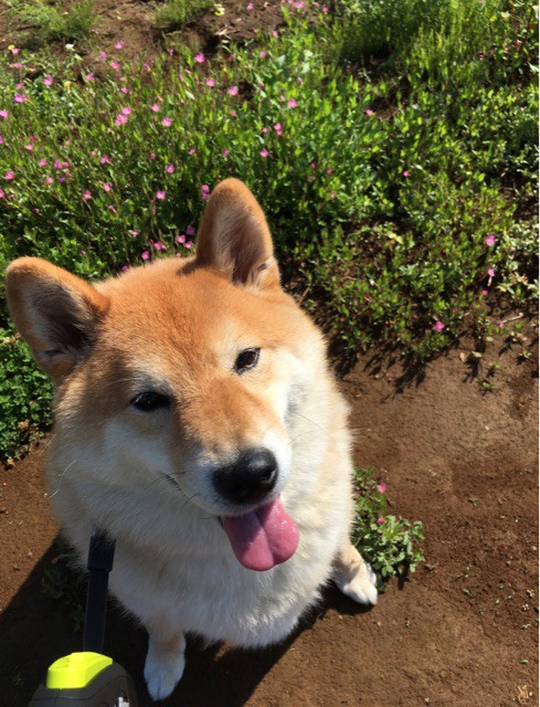 柴犬歴5年の中堅ともなると暑い日の散歩は工夫して楽しむ 柴犬どんぐり三毛猫たんぽぽ Powered By ライブドアブログ