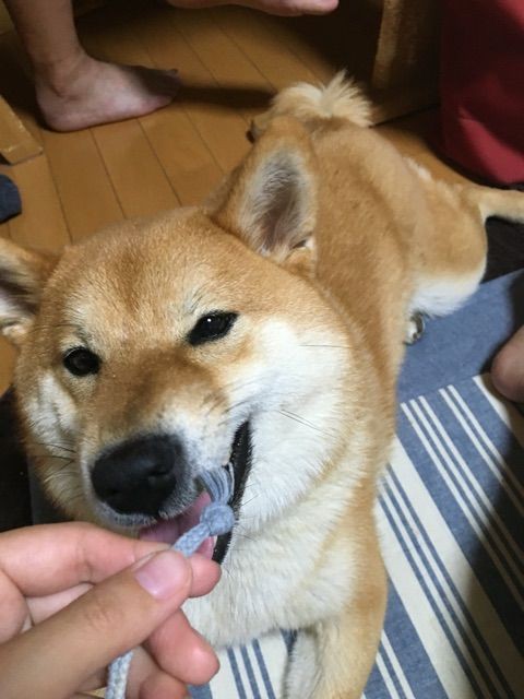 犬を飼ってる家とのご近所トラブルをどうするか 柴犬どんぐり三毛猫たんぽぽ Powered By ライブドアブログ