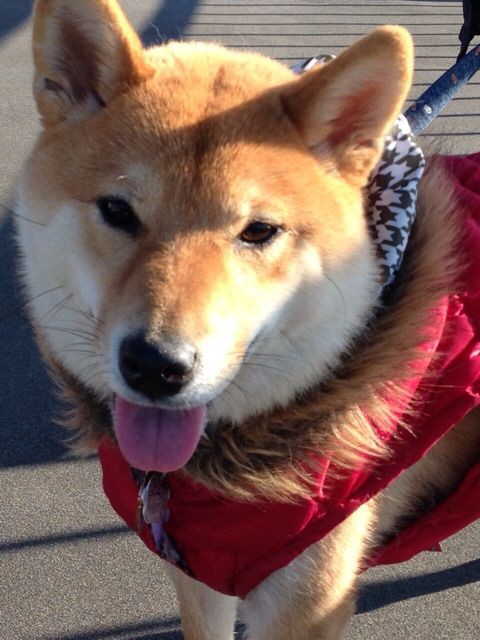 柴犬が好き ライトオリーブサイズ1 サーカスパンツ 柴犬が好き様