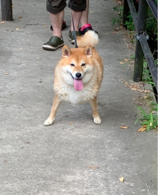 川遊びで疲れ切って帰ってきた柴犬の様子 柴犬どんぐり三毛猫たんぽぽ Powered By ライブドアブログ