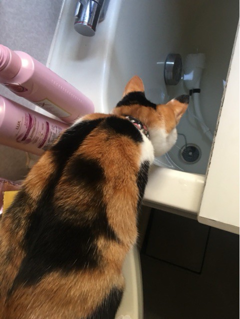 母が不思議に思っている「猫の模様が真ん中で直線的に分かれる」現象