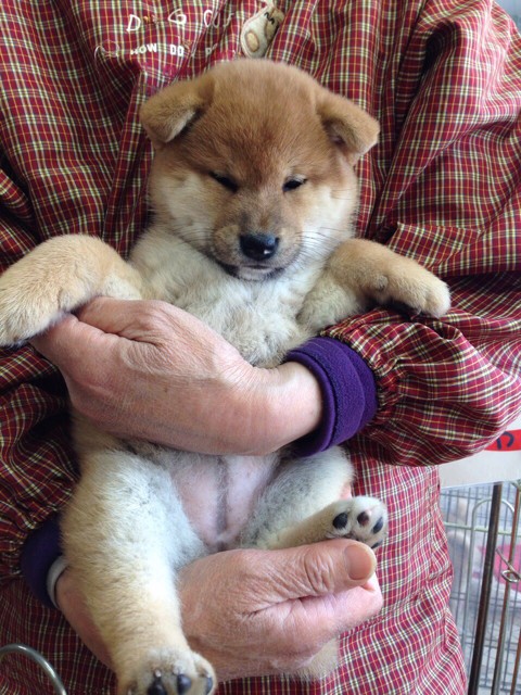 柴犬の子犬は1週間でこんなに変わる 柴犬どんぐり三毛猫たんぽぽ Powered By ライブドアブログ 柴犬の子犬は1週間でこんなに変わる 柴犬どんぐり三毛猫たんぽぽ Powered By ライブドアブログ