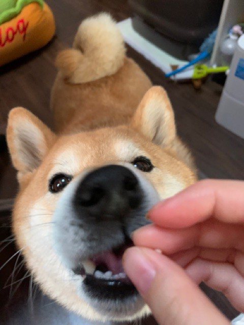 寝起きの犬猫はけっこうシワシワしている説 柴犬どんぐり三毛猫たんぽぽ Powered By ライブドアブログ