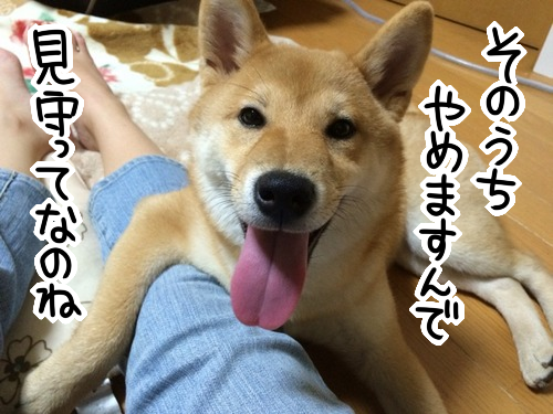パピーギャング 子犬と嵐と戦いの数ヵ月間 柴犬どんぐり三毛猫たんぽぽ Powered By ライブドアブログ