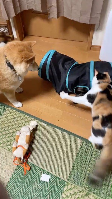 猫たちの激しい遊びに参戦しにくる柴犬 : 柴犬どんぐり三毛猫