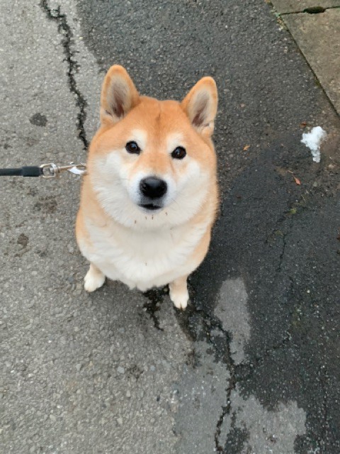 多少のチクチクは全然気にしない柴犬 : 柴犬どんぐり三毛猫たんぽぽ