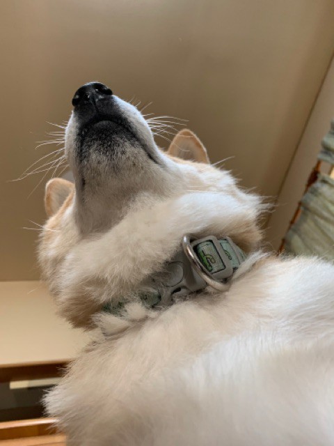 下から柴犬を見上げてみよう どんぐり編 : 柴犬どんぐり三毛猫たんぽぽ